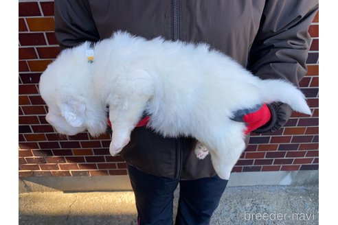 成約済の千葉県のグレートピレニーズ-360563の31枚目